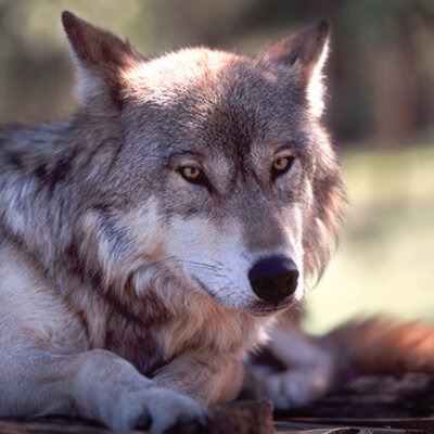 Profile Picture of Joyce Ann Cuellar (@@JACuellar70) on Twitter