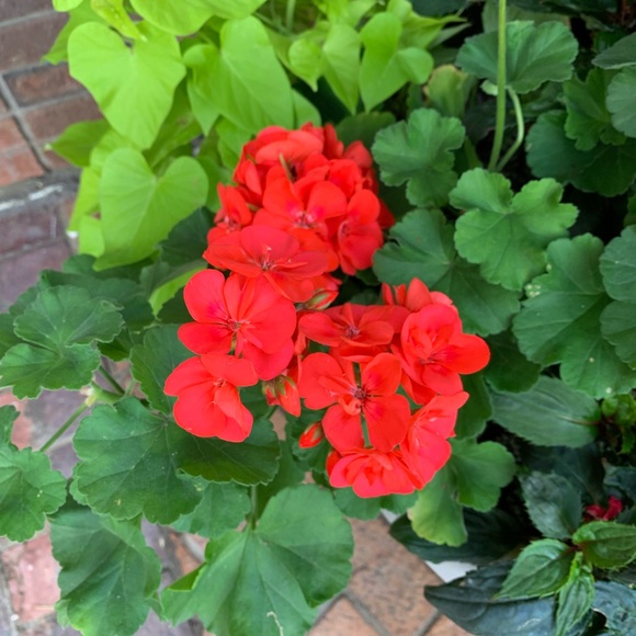 Profile Picture of Nikki Bieber (@nikkeepickee) on Poshmark