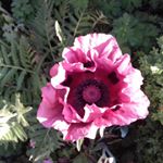 Profile Picture of Claudia werner (@kleinerwildergarten) on Instagram