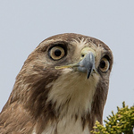 Profile Picture of Jeremy Harris (@jharriswildlifephotography) on Flickr