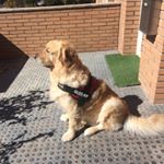 Profile Picture of Danny Carrion (@dannycc73) on Instagram