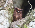 Profile Picture of Tawny-bellied screech owlon Wikipedia