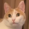 Profile Picture of Jesse_peach_cat (@@jesse_peach_cat) on Tiktok
