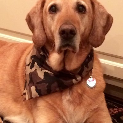 Profile Picture of Peter Gregory (@pdghack) on Twitter