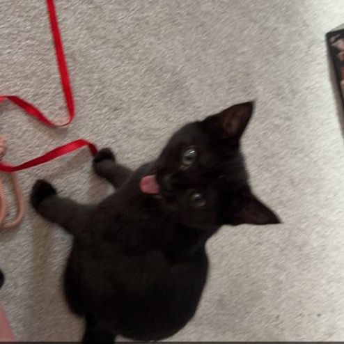 Profile Picture of Natasha (@natasha.truman) on Tiktok