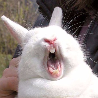 Profile Picture of Sean Franklin (@SeanRabbitsYT) on Twitter