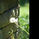 Profile Picture of bruce_wadeov (@bruce_wadeov) on Instagram