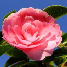 Profile Picture of Izabel Jaques (@izabel.jaques.1) on Facebook