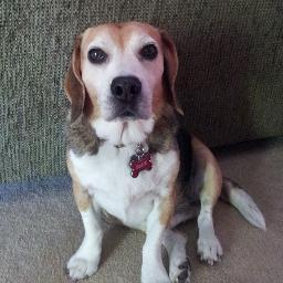 Profile Picture of Tom Hinman (@trhinvestments) on Twitter