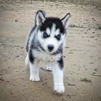 Profile Picture of Joshua Lester (@Joshua-Lester) on Facebook