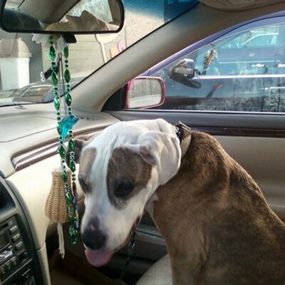 Profile Picture of Paula Roderick (@goodlawchi) on Twitter