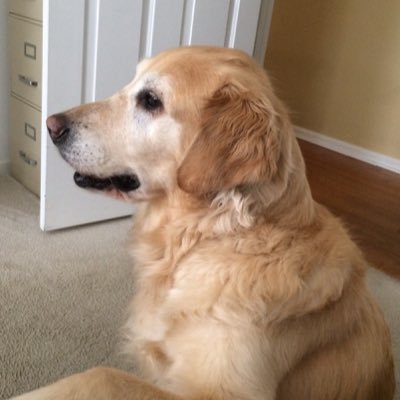 Profile Picture of Lisa.McAllister (@lisabert96) on Twitter