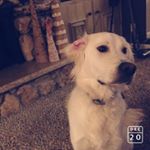 Profile Picture of Max Fabry (@maximus_the_great_golden) on Instagram