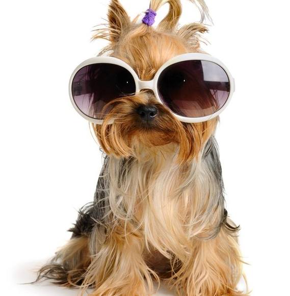 Joe Pantano - Poshmark Profile Picture of Joe Pantano (@joem367) on Poshmark