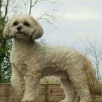 David Liebenow - Facebook Profile Picture of David Liebenow (@david.liebenow) on Facebook