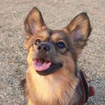 Profile Picture of 모카라떼 🐶🐱 (@mocha_latte_365) on Instagram