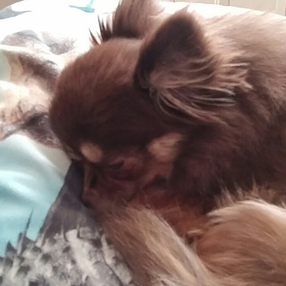 Profile Picture of Tina Schmidt (@chihauhaulover) on Poshmark