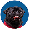 Profile Picture of Toby Miles (@tobythepugofficial) on Flickr