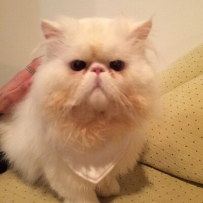 Nawal Al Hashimi - Twitter Profile Picture of Nawal Al Hashimi (@Nawal_Alhashimi) on Twitter