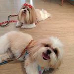 Profile Picture of Johnny_Dory_Shihtzu (@johnny_dory_shihtzu) on Instagram