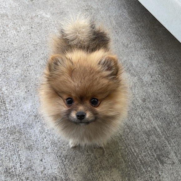 Profile Picture of David Danon (@danoncare) on Poshmark