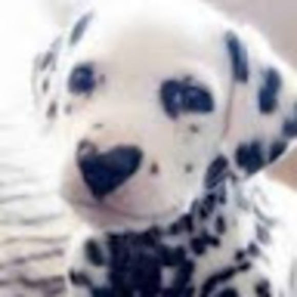 Profile Picture of Alaura Gambrall (@alauragambrall) on Poshmark