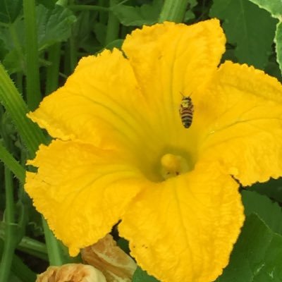 Profile Picture of Planta_supper (@hongweiliu10) on Twitter