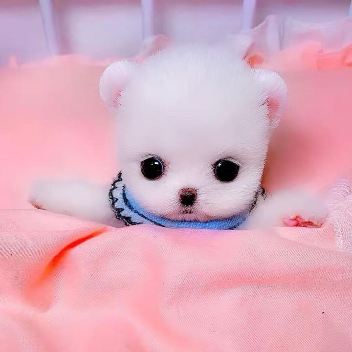 Profile Picture of Lanlan  Liu (@lanlanliu01) on Tiktok