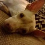 Profile Picture of paul mcgillicuddy (@pinkydapiglet) on Instagram