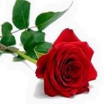 Profile Picture of Kirk Gibbons (@kirksuzan) on Instagram