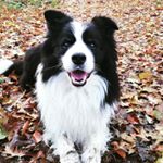 Profile Picture of Jason Wendevick 🐶 (@jasonthecollie) on Instagram