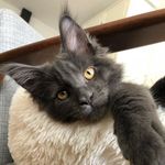 Profile Picture of HERMES 🌿 Maine Coon Cat (@hermescoon) on Instagram