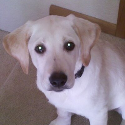 Brandon Gruber - Twitter Profile Picture of Brandon Gruber (@grubes62) on Twitter