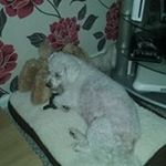 Profile Picture of Barry Foreman (@bfore1947) on Instagram
