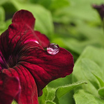 victor guha - Flickr Profile Picture of victor guha (@veekeey82) on Flickr