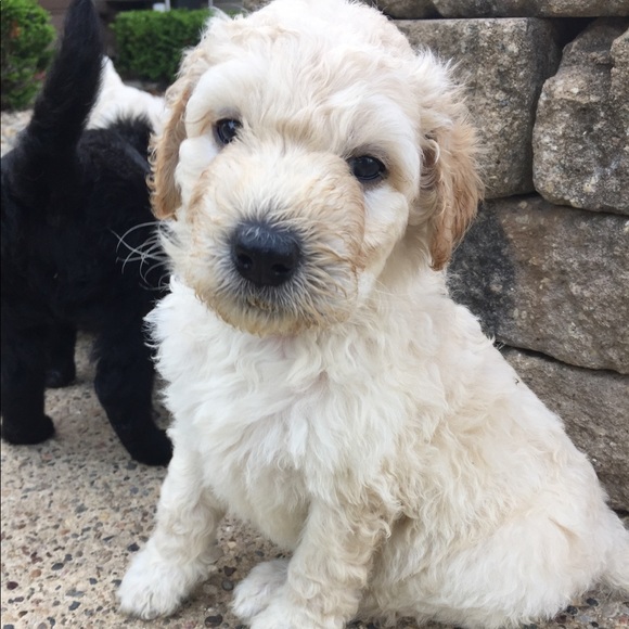 Profile Picture of Krista Kobliska (@kkobliska) on Poshmark