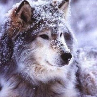 Profile Picture of Victor Matthews (@_Alpha_Wolf) on Twitter