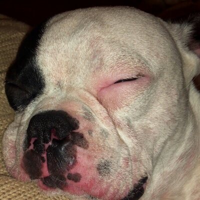 Profile Picture of Josh Bartels (@strikerjjb) on Twitter