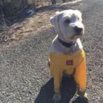 Profile Picture of Marilyn Lockhart (@rufus250) on Instagram