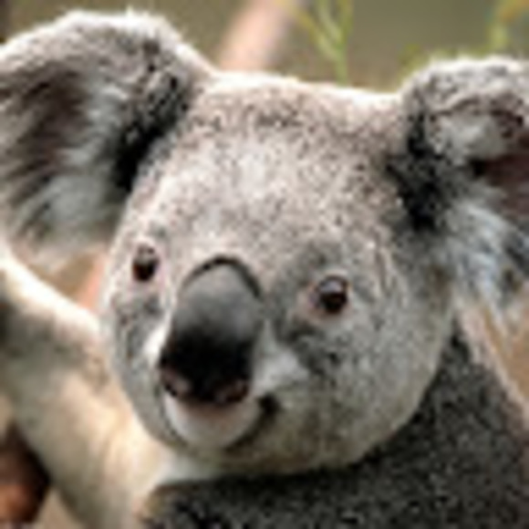 Profile Picture of Julieth Avendaño (@julieta88av) on Poshmark