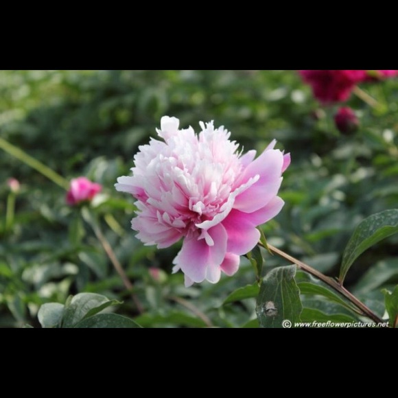 Profile Picture of Chelette Dupont (@layne3) on Poshmark