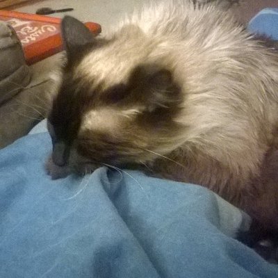 Profile Picture of Jesse Muse (@muse_jesse) on Twitter