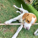 Profile Picture of charlie_pointer (@charlie_pointer) on Instagram