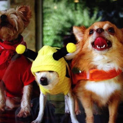 Profile Picture of Dawn Handley (@DawnHandley14) on Twitter