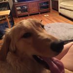 Profile Picture of Abigail Lovelace (@absthespazz) on Instagram