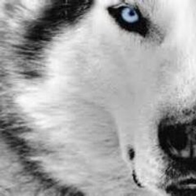 Profile Picture of Amber Rose Jessen (@Amberiza) on Twitter