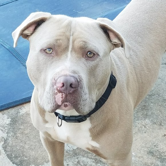 Profile Picture of Scottie Allen (@scottieredd) on Poshmark