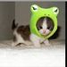 Profile Picture of Caitlin Hocking (@caitlinahoc0836) on Pinterest