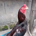 Profile Picture of Tank KiIler Lines (@tank.kiiler.lines) on Facebook