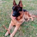 Profile Picture of Daniela Salvaggio (@arch.danisalvaggio) on Instagram